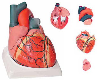 Giant Heart 4 Parts